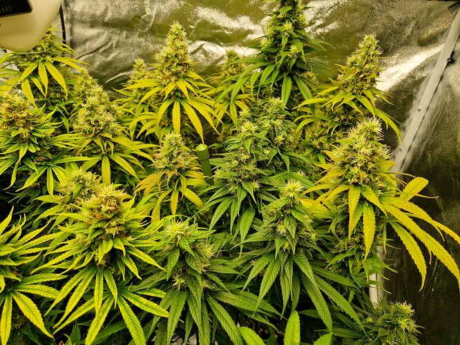 Growreport Bild 8