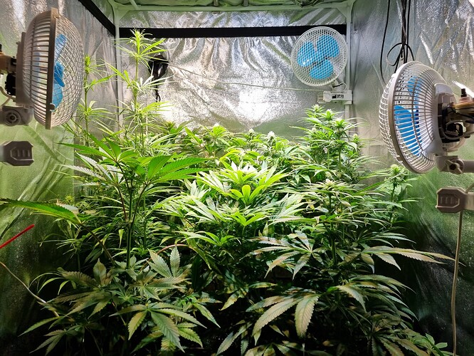 Mehrere Cannabispflanzen in einem Zelt mit drei Ventilatoren, die zur Belüftung angebracht sind.