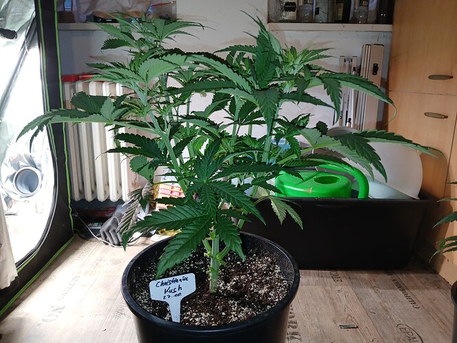 Growreport Bild 17