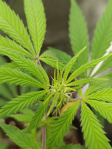Growreport Bild 7