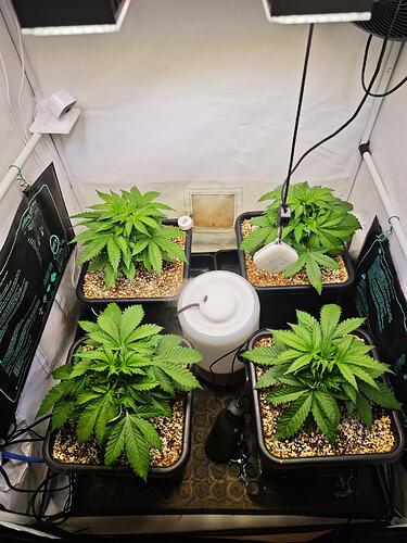 Growreport Bild 36