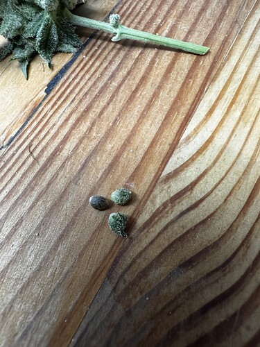 Growreport Bild 5