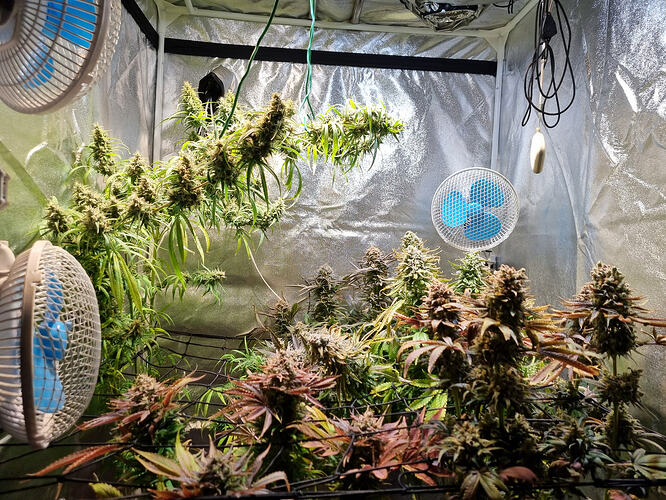 Mehrere blühende Cannabispflanzen in einem Growzelt mit Ventilatoren.