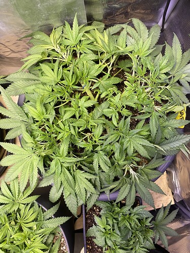 Growreport Bild 76