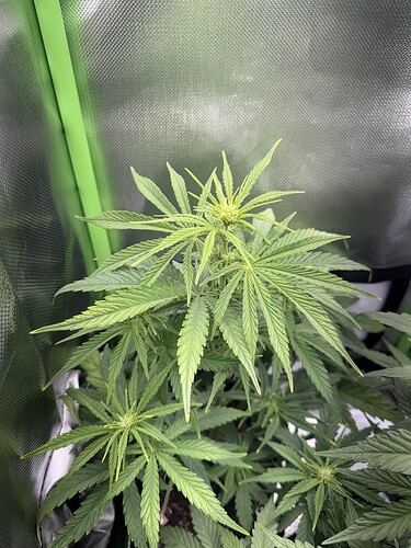 Growreport Bild 3