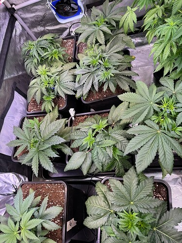 Growreport Bild 2