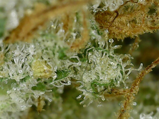 Growreport Bild 1