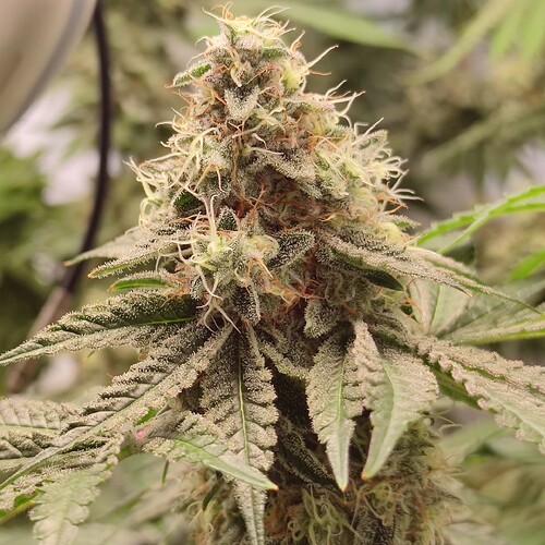 Growreport Bild 11