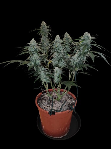 Growreport Bild 13