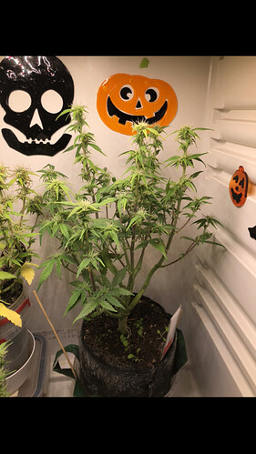 Growreport Bild 3