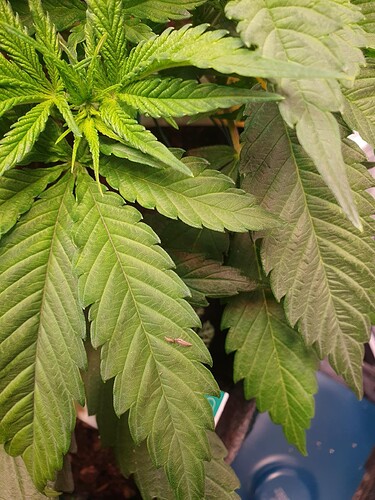 Growreport Bild 1
