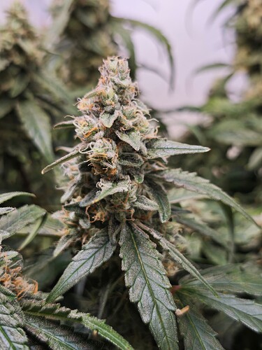 MVIMG_20251116_204926