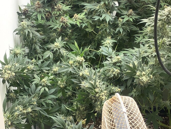 Growreport Bild 4