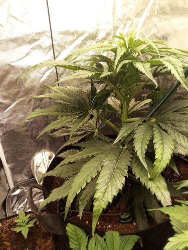 Eine Cannabis-Pflanze in einem Grow-Zelt, die sich in der frühen Blütephase befindet.