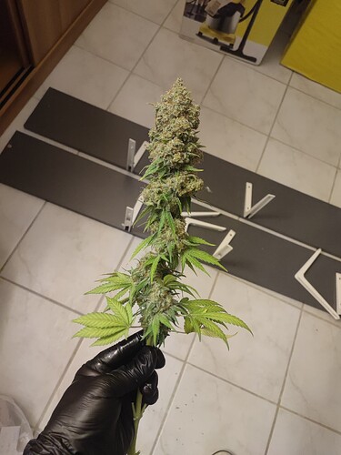 Growreport Bild 119