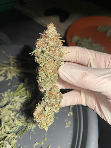 Growreport Bild 5
