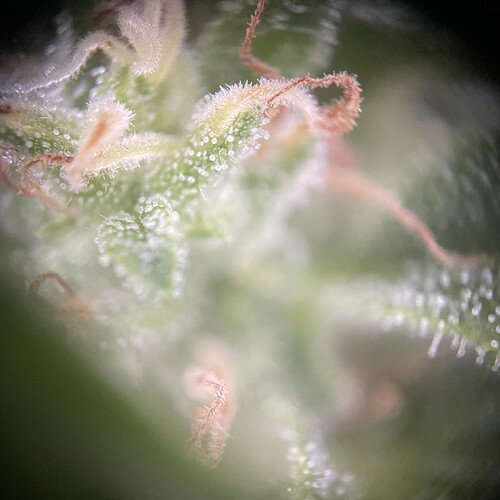 Growreport Bild 31
