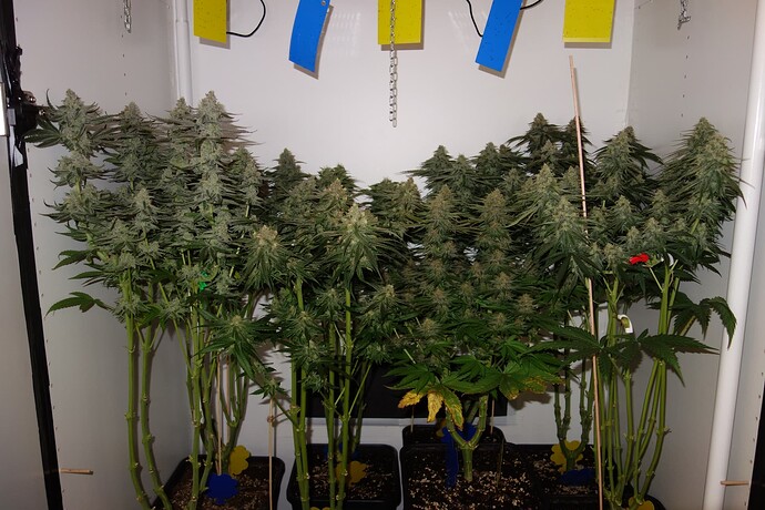 Growreport Bild 1