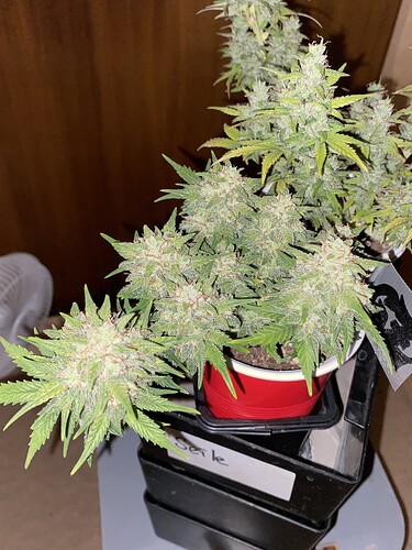 Growreport Bild 30