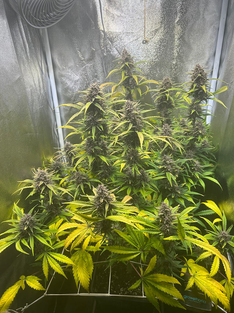 Banana Purple Punch Rf 3 im gemütlichen und entschleunigten Indoor-Grow (aktuell Stretchphase)