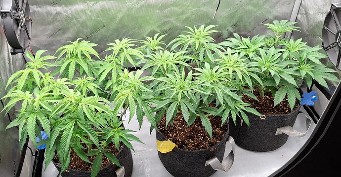 Growreport Bild 2