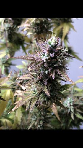 Growreport Bild 11