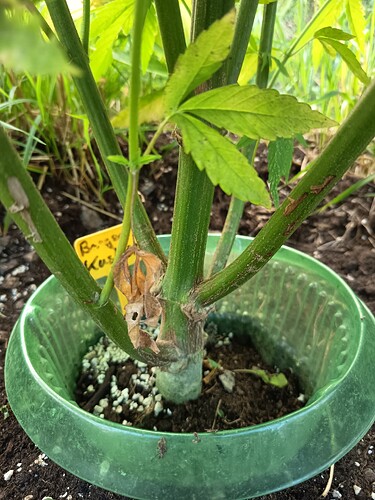 Growreport Bild 7