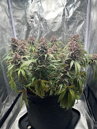 Growreport Bild 8