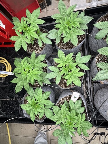 Growreport Bild 3