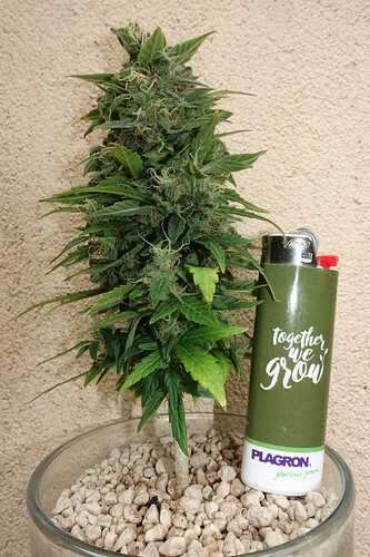 Growreport Bild 6