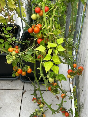 Growreport Bild 12