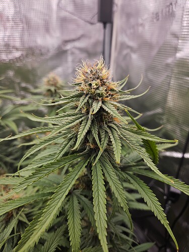 Growreport Bild 8