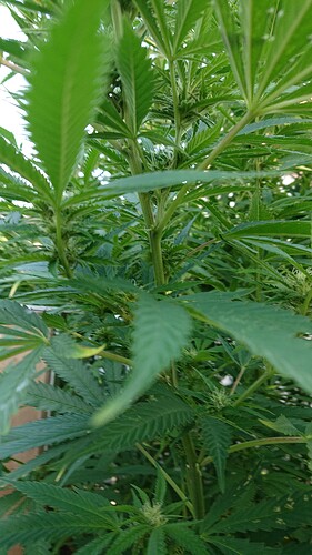 Growreport Bild 30