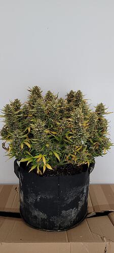 signal-2024-04-16-19-03-22-779-7