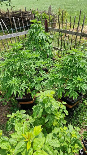 Growreport Bild 35