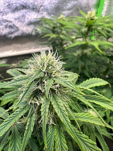 Growreport Bild 19