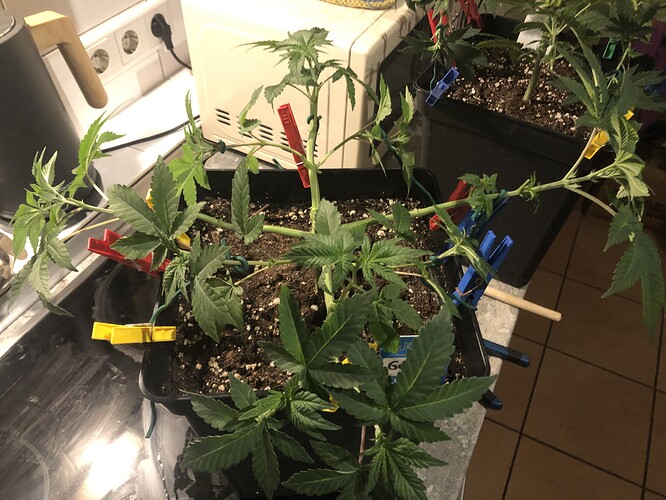 Growreport Bild 23