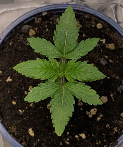 Growreport Bild 30