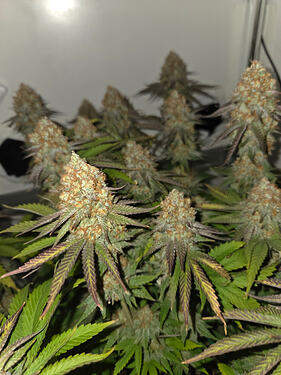Growreport Bild 12