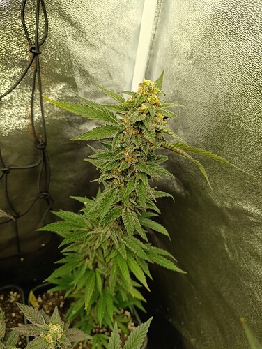 Growreport Bild 5