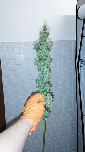 Growreport Bild 32