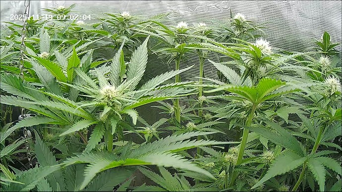 Growreport Bild 6