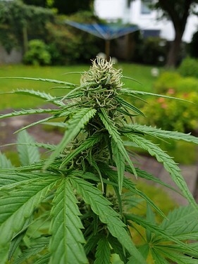 draussen_5_mainbud