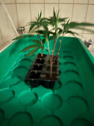 Growreport Bild 3