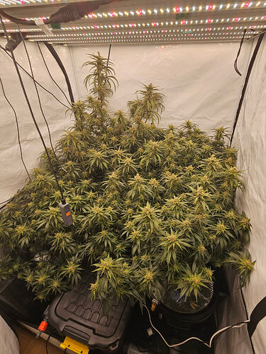 Growreport Bild 1