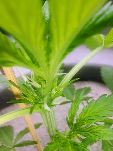 Growreport Bild 3