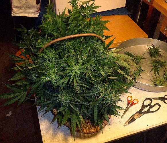 Growreport Bild 7
