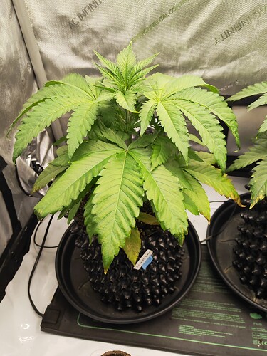 Growreport Bild 9