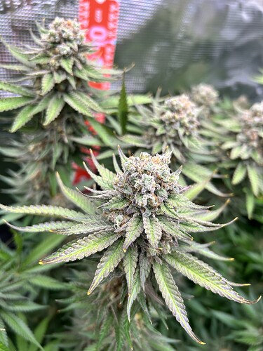 Nahaufnahme einer blühenden Cannabis-Pflanze mit harzigen Buds.