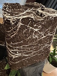Growreport Bild 13